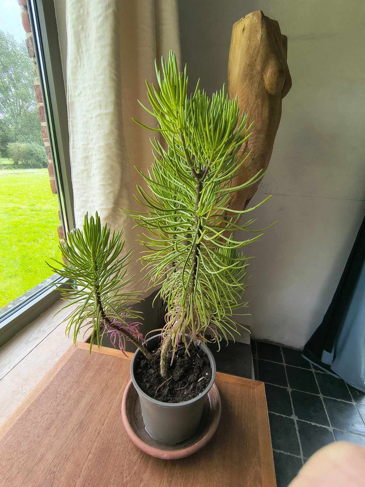 Plante d'intérieur, Plante succulente, En pot, Plein soleil, Moins de 100 cm