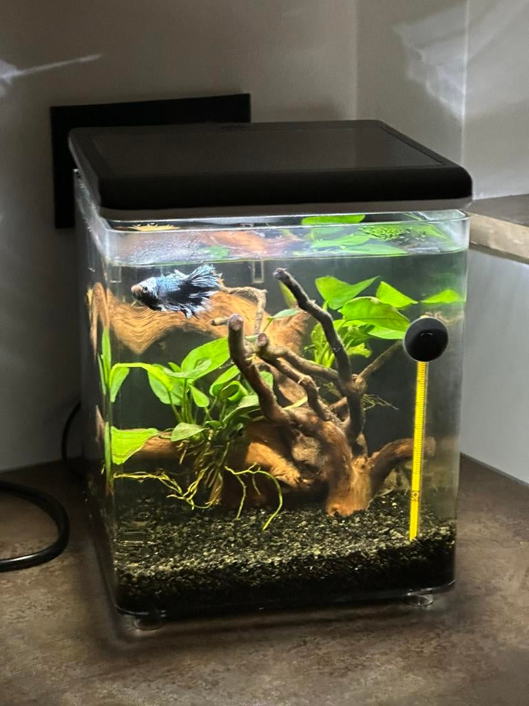 Aquarium betta, Ophalen, Zo goed als nieuw