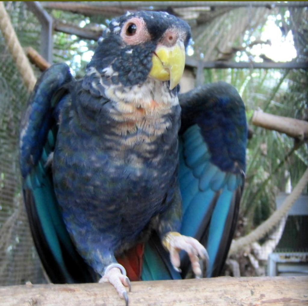 Bronsvleugelmargriet man papegaai 2024, Dieren en Toebehoren, Vogels | Parkieten en Papegaaien