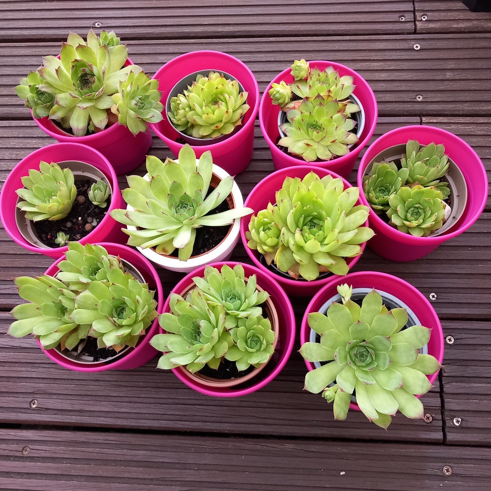 Vetplanten 1€ per pot, Tuin en Terras, Ophalen