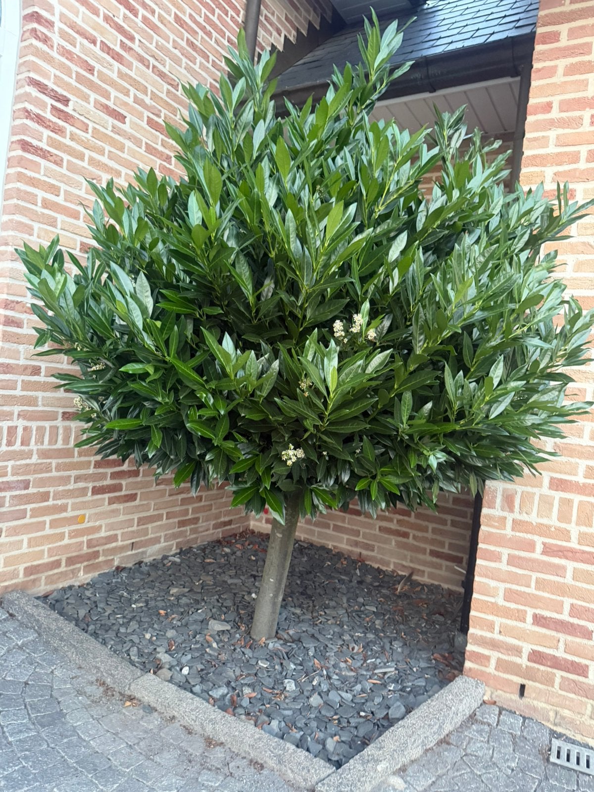 Laurier op stam, Tuin en Terras, Planten | Bomen, Ophalen, Zomer