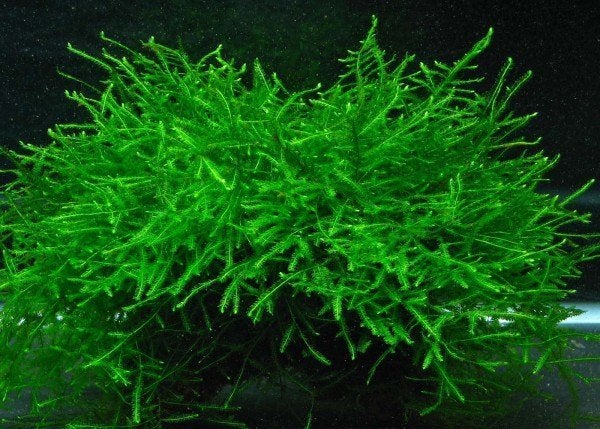 plante d'aquarium (mousse/fougère de java), Animaux & Accessoires, Enlèvement ou Envoi, Comme neuf