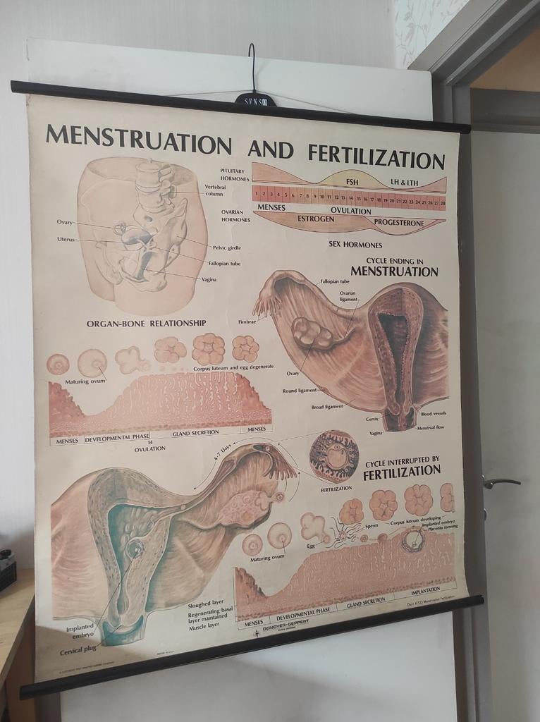Antieke school poster menstruatiecyclus en bevruchting 1969, Ophalen, Natuur en Biologie