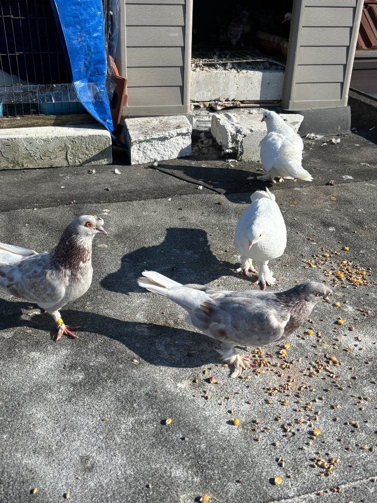 Turkse takla duiven, Dieren en Toebehoren, Vogels | Duiven