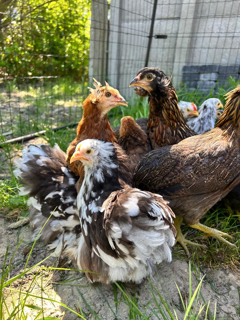 Choco porselein cochin kuikens, Dieren en Toebehoren, Pluimvee, Meerdere dieren