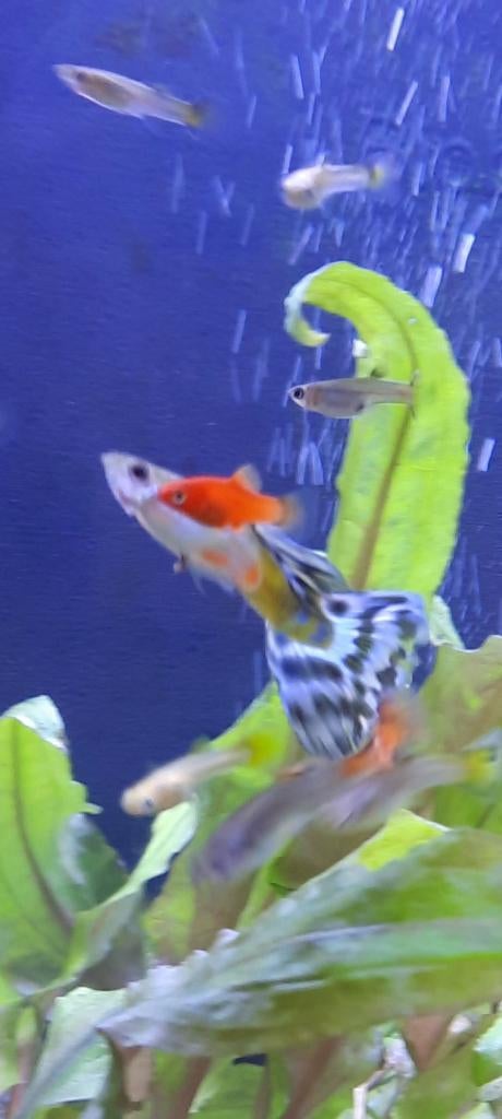 Guppy's, plantjes, cryptocoryn en anubias, Dieren en Toebehoren, Vis, Zoetwatervis, Schoolvis