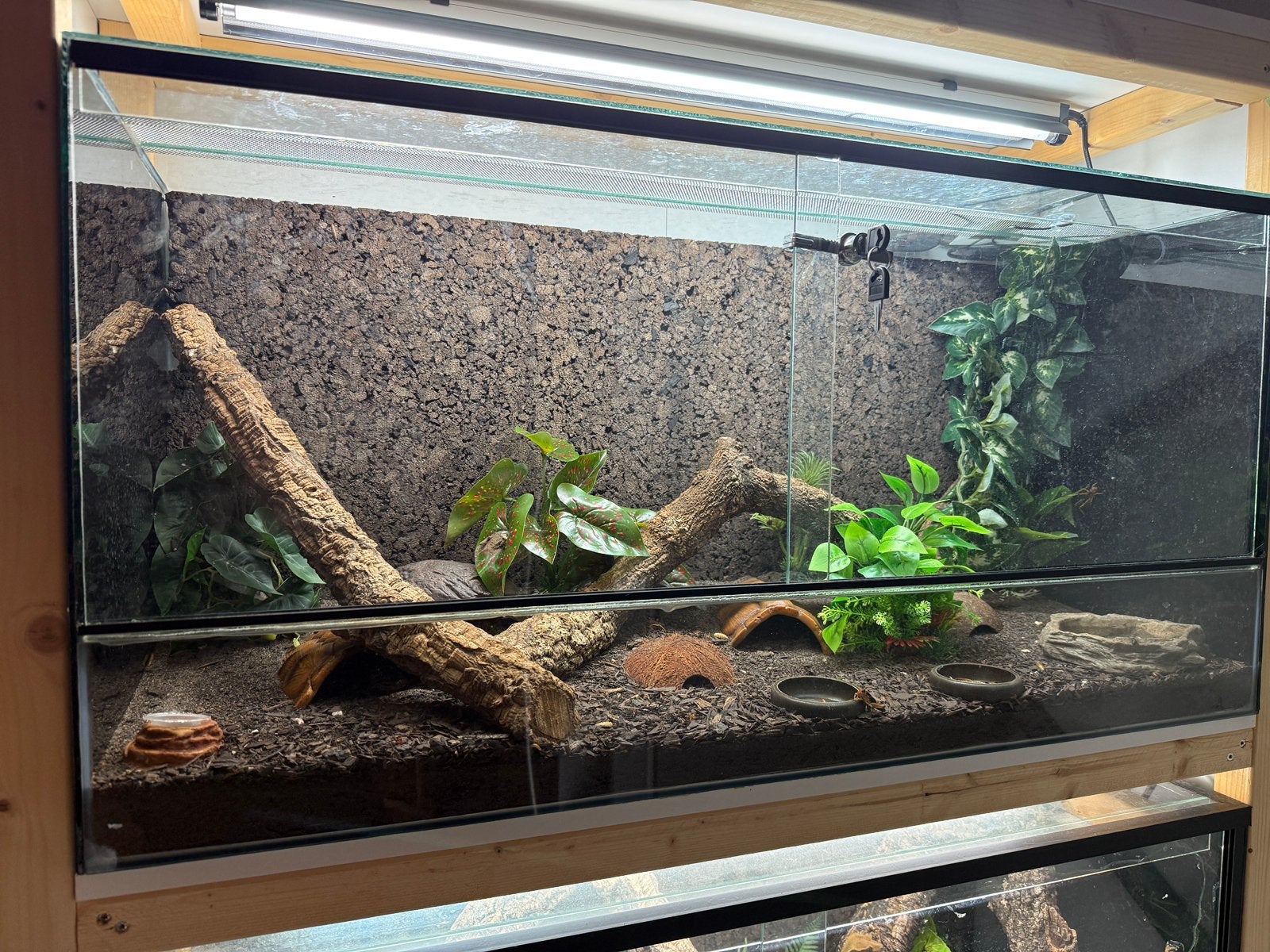 Black night luipaard gekko man met terrarium, Ophalen, Zo goed als nieuw, Verlichting