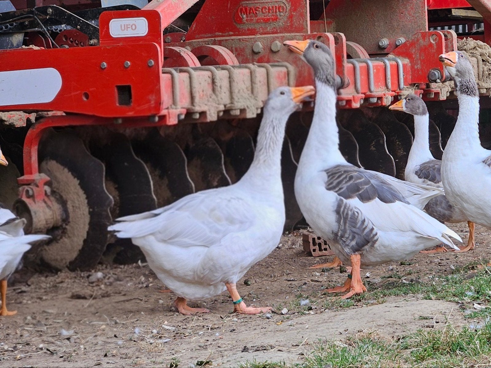 Blauwe ganzen, Dieren en Toebehoren