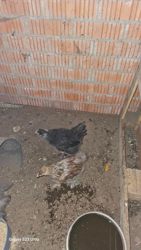 brahma blauw patrijs, Meerdere dieren, Kip