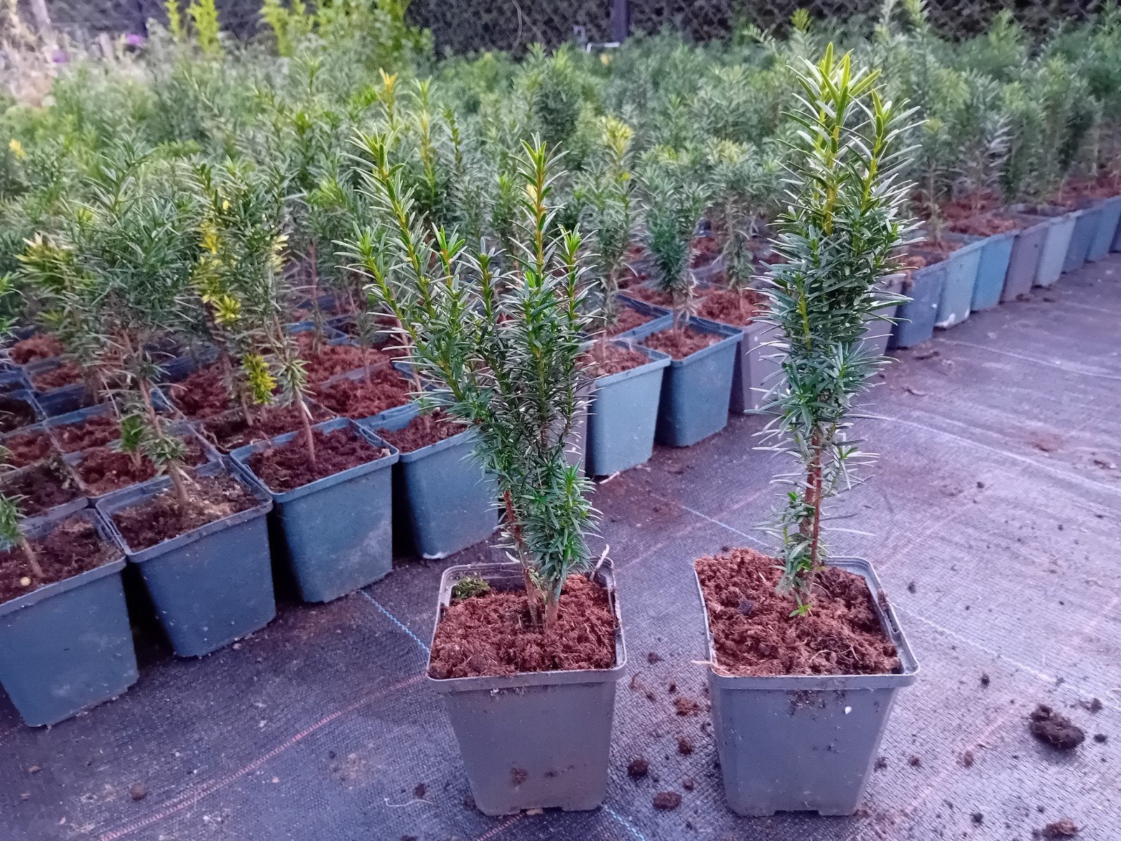 Taxus, Tuin en Terras, Ophalen, Taxus
