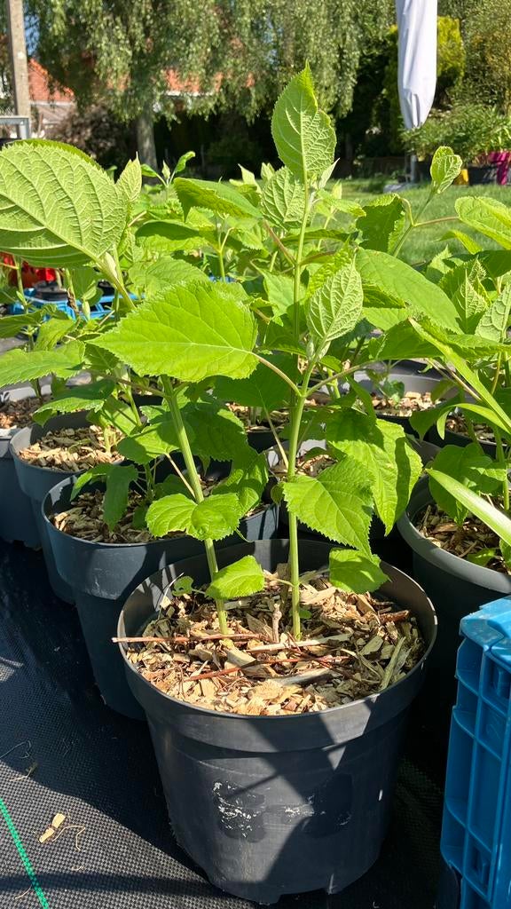 Hortensia Annabelle, Tuin en Terras, Ophalen