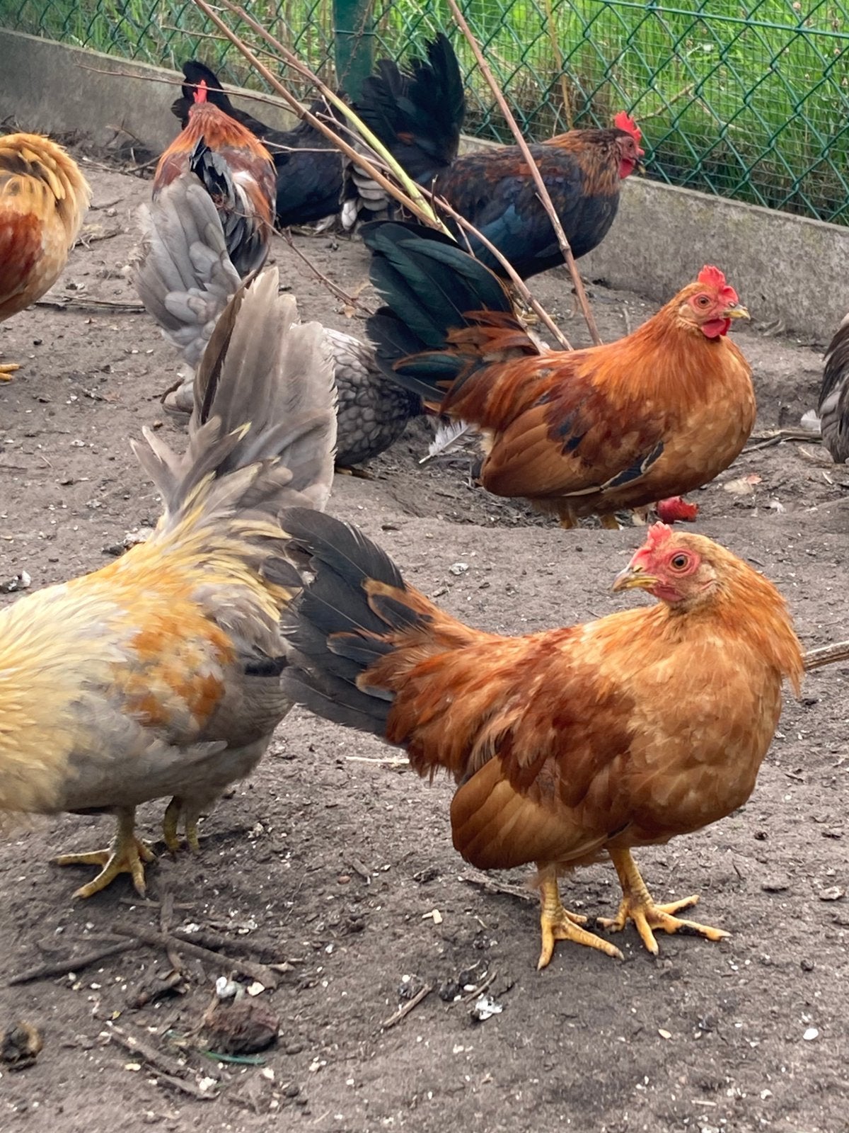 Chabo hen / hennen met haan, Dieren en Toebehoren