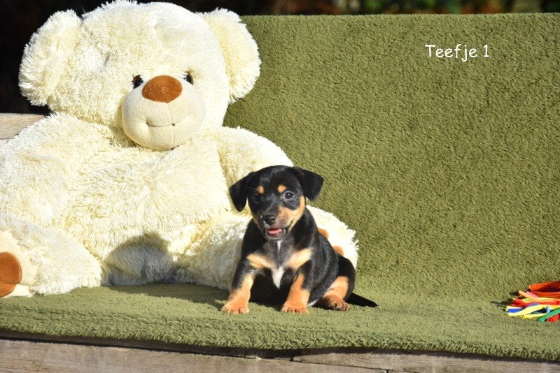 Prachtige, kortbenige Jack Russell pups, Dieren en Toebehoren, België, Jack Russell Terriër, CDV (hondenziekte), 8 tot 15 weken