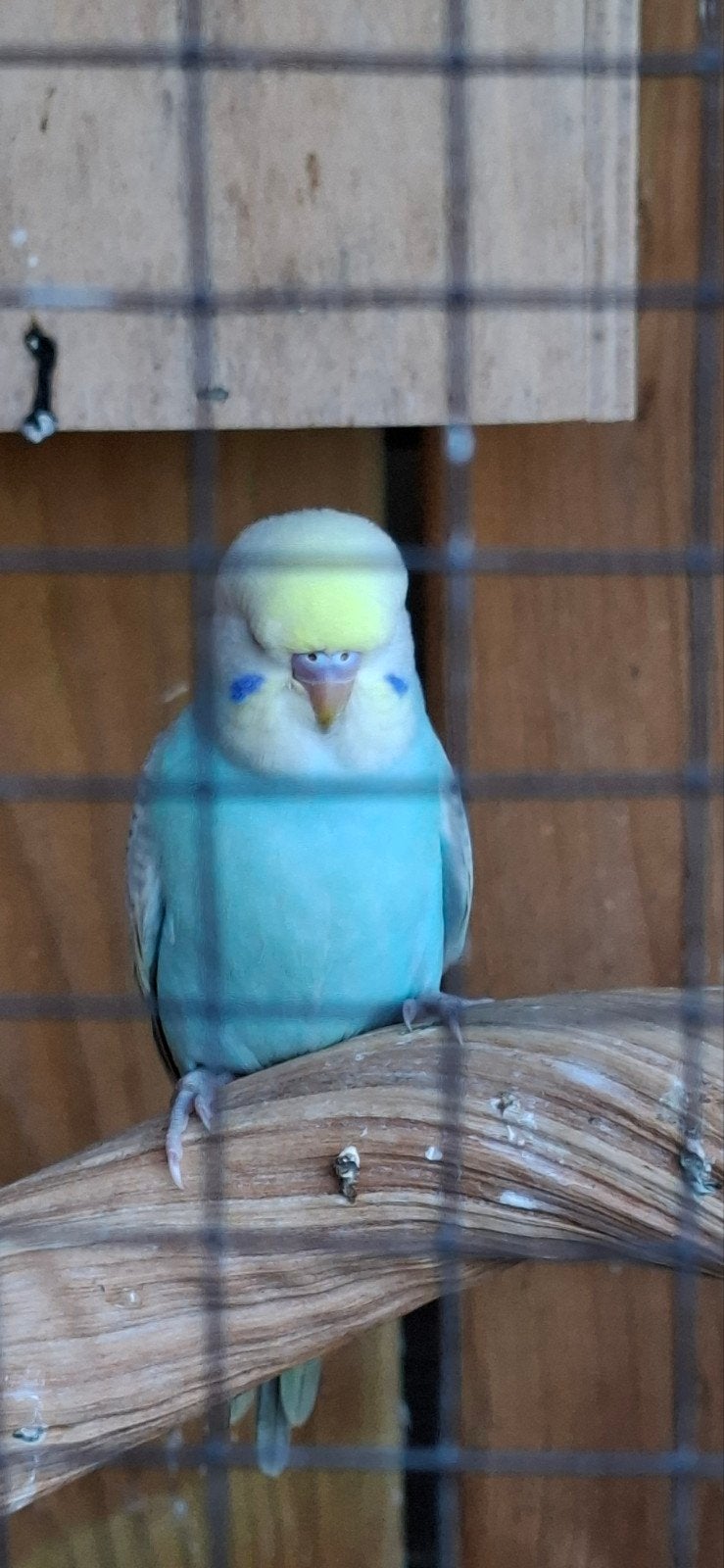 Grasparkiet regenboog pastel man, Dieren en Toebehoren