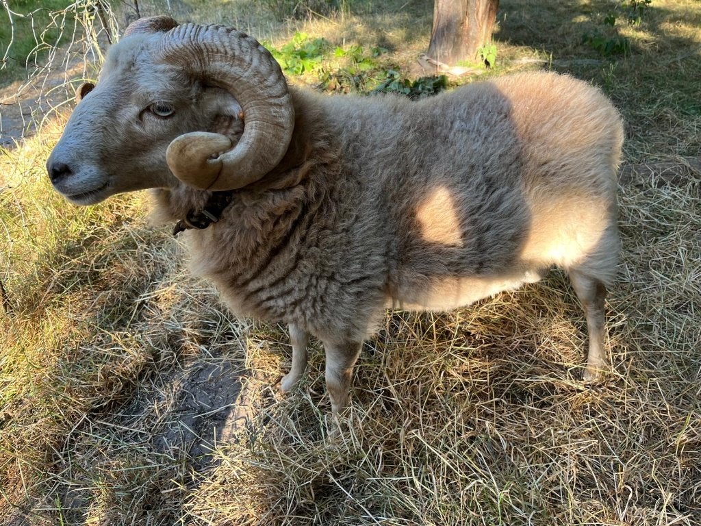 Ouessant ram enkel wisselen, Dieren en Toebehoren, Schapen, Geiten en Varkens, Mannelijk, Schaap, 3 tot 5 jaar