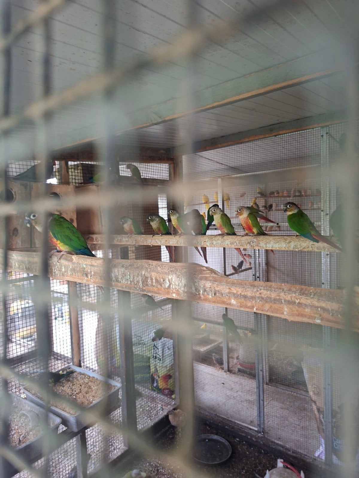 phyruras  kweekkoppels 50euro stuk  90 euro koppel, Dieren en Toebehoren