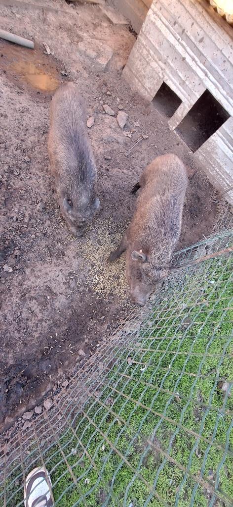 varkentjes, Dieren en Toebehoren, Vrouwelijk, Varken, 0 tot 2 jaar