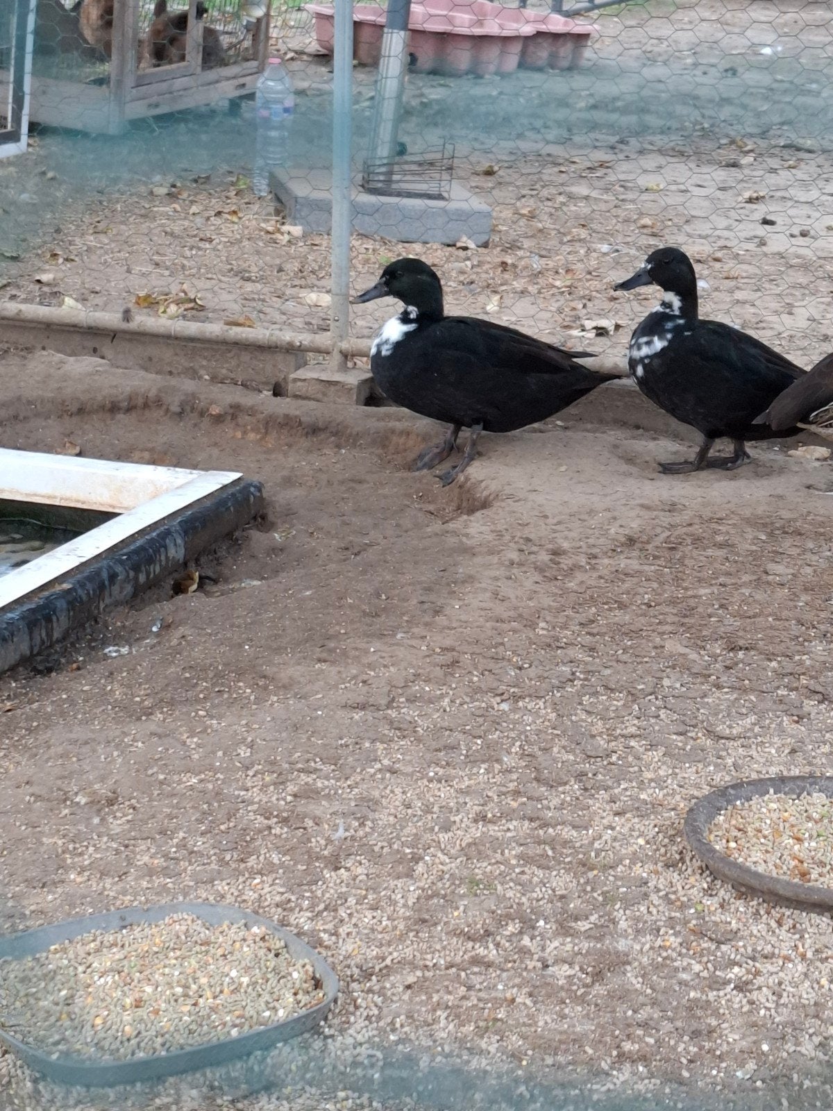 3 smaragd eenden te koop, Dieren en Toebehoren