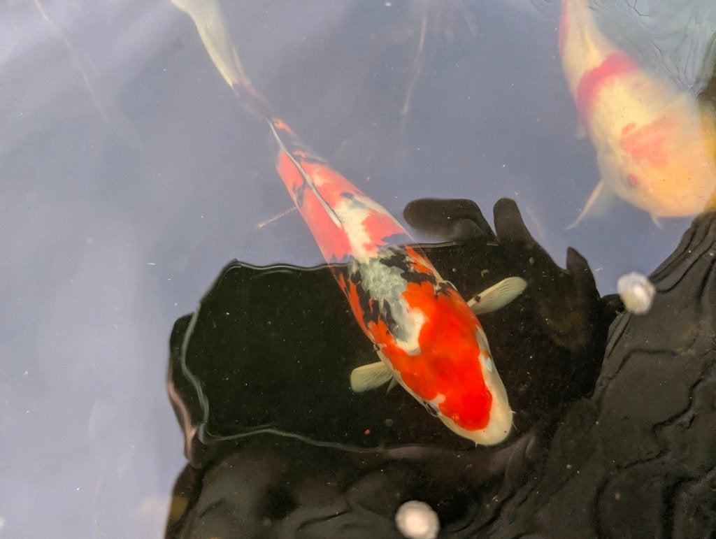 Koi Karper & Steur, Dieren en Toebehoren, Karper of Koi