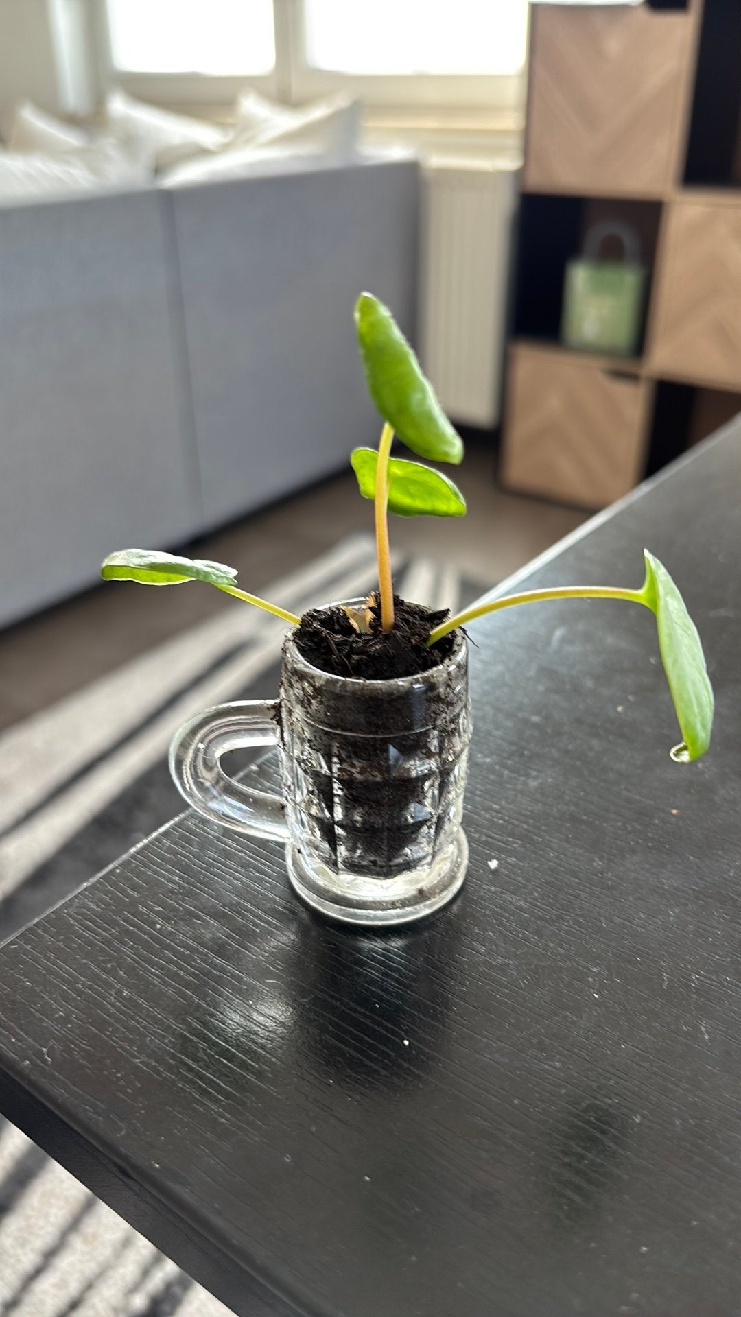 Jonge Pilea / Pannenkoekenplant in leuk glaasje, Maison & Meubles, Plantes d'intérieur, Enlèvement
