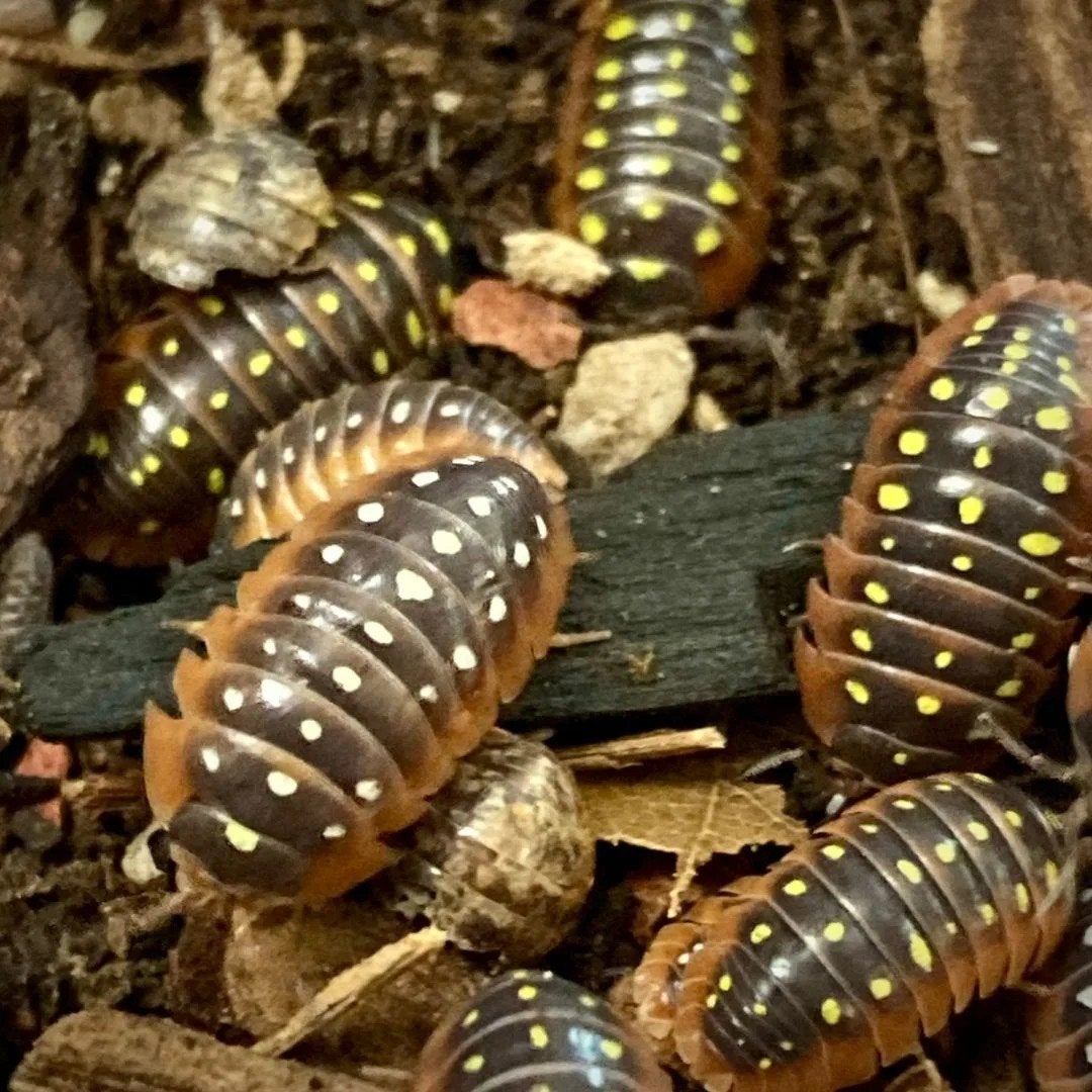 Armadillidium Klugii "Montenegro", Dieren en Toebehoren, Insecten en Spinnen, Overige soorten