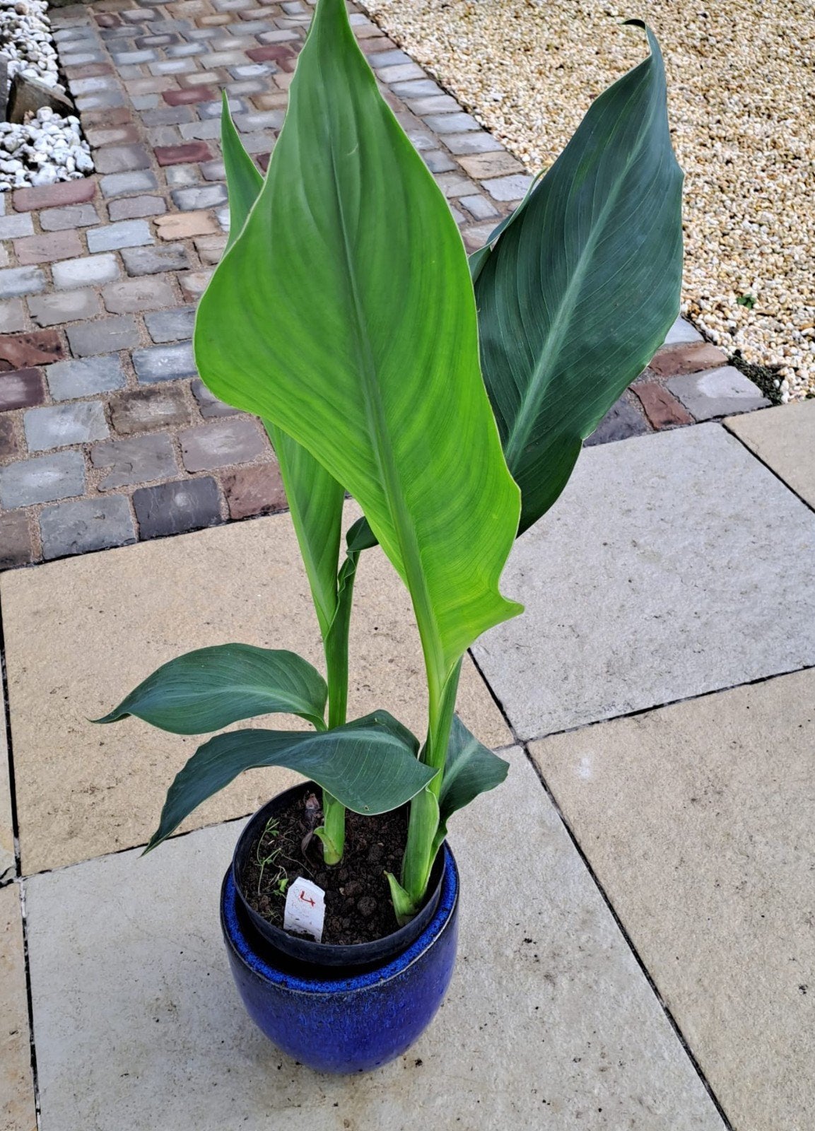 Canna Thai Fantasy, Ophalen of Verzenden