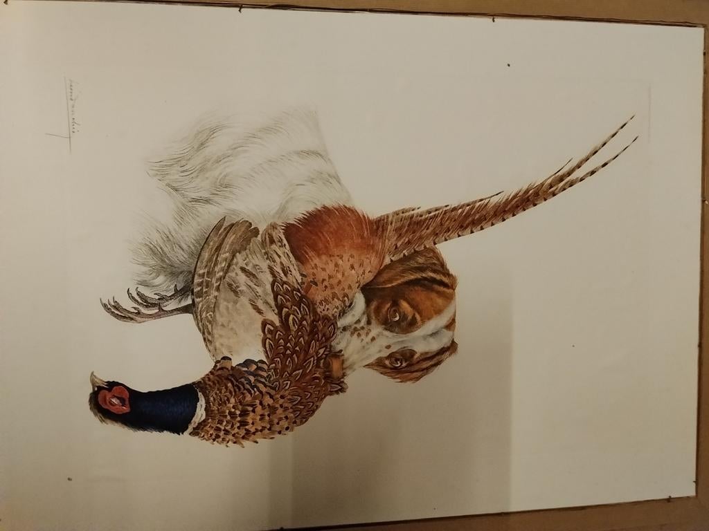 Gravure Léon Danchin épagneul breton, Ophalen