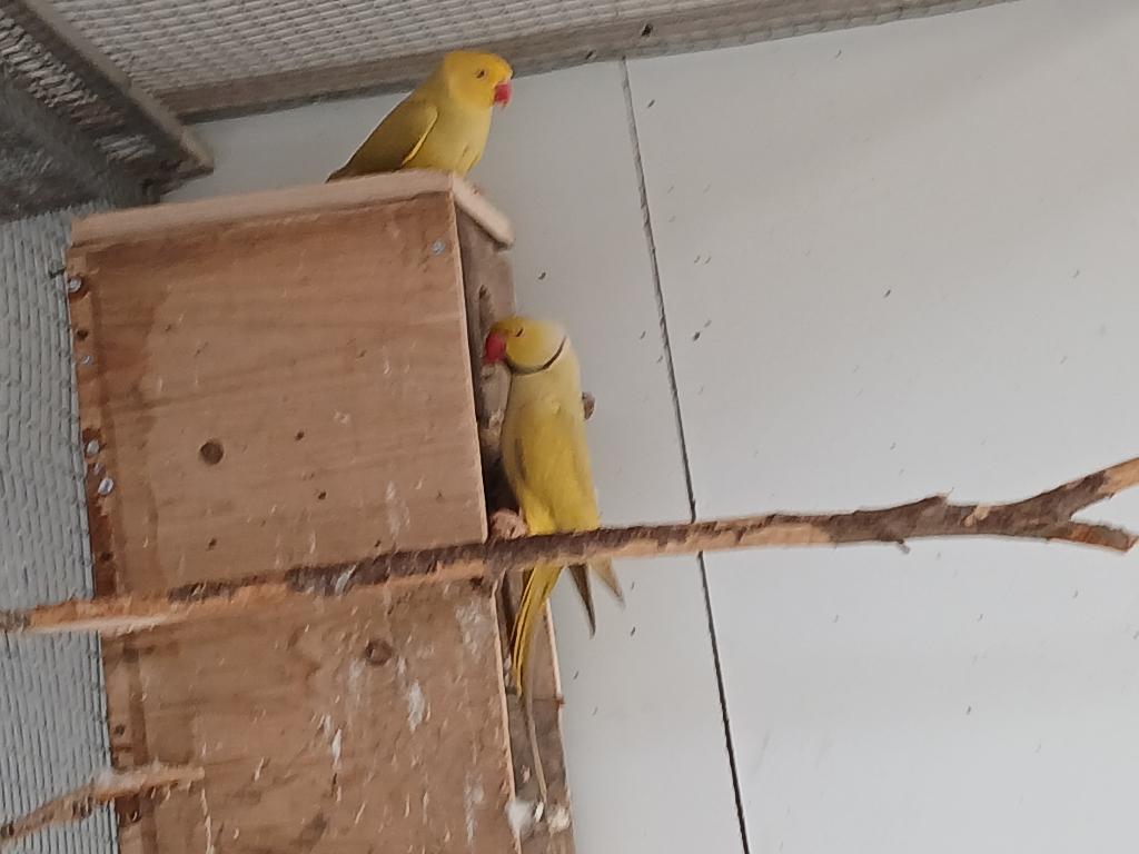 kweek koppels halsbanden, Plusieurs animaux, Perruche, Bagué