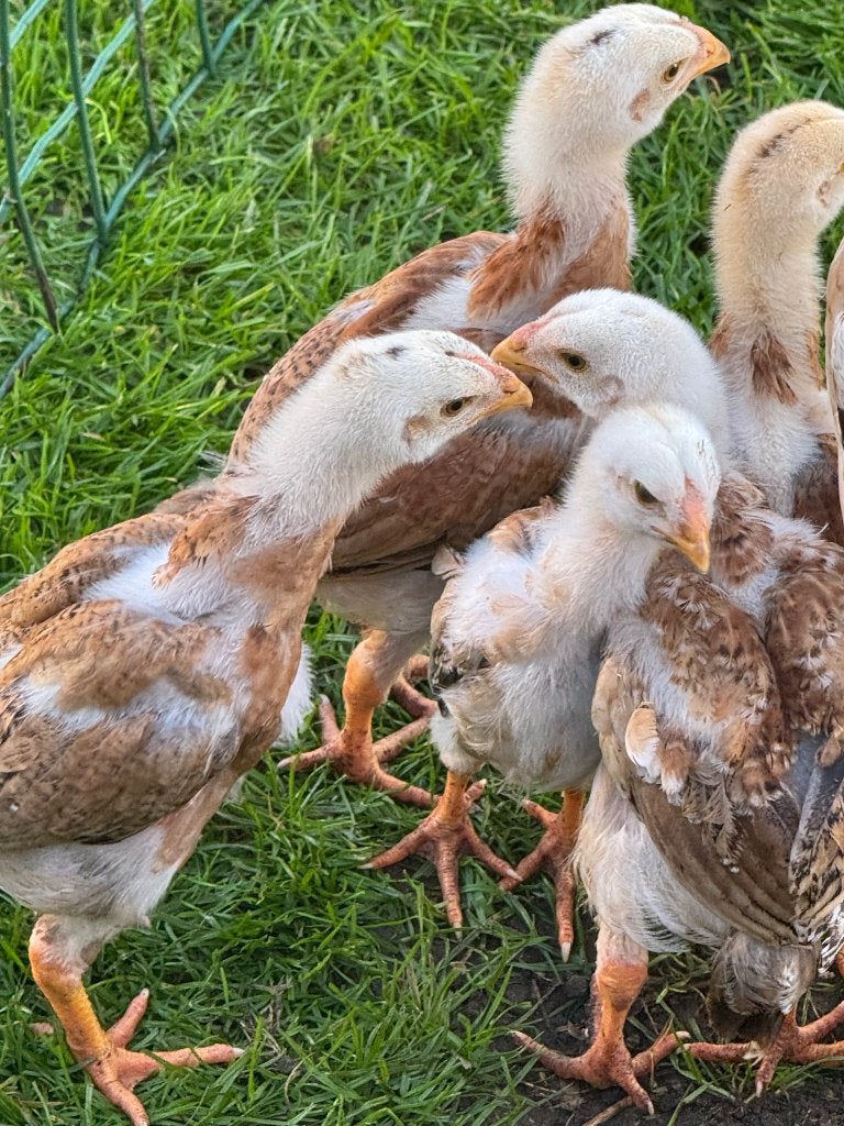 maleierkuikens 6 weken oud, Geslacht onbekend, Kip