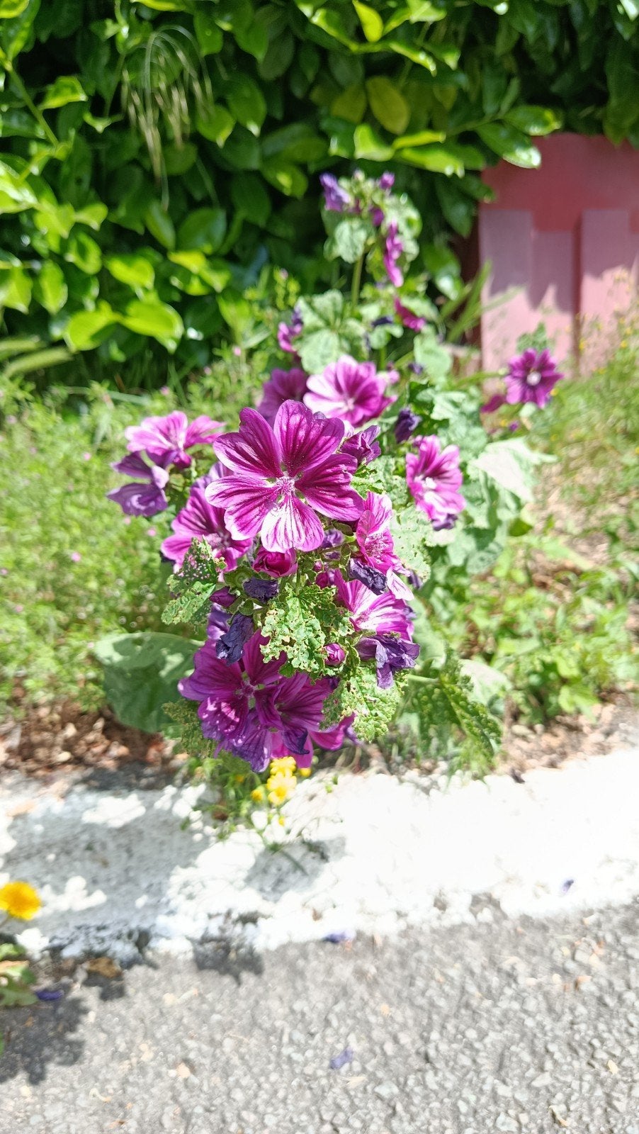 Mauve sylvestre, Jardin & Terrasse, Bulbes & Semences, Enlèvement ou Envoi