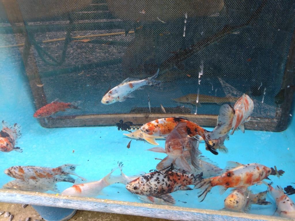 Shubunkin goudvis/ rode komeetstaart/ sarasa goudvis