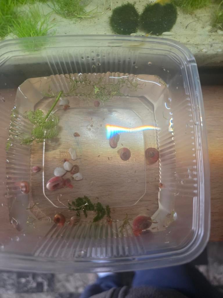 Roze posthoornslakken, Dieren en Toebehoren