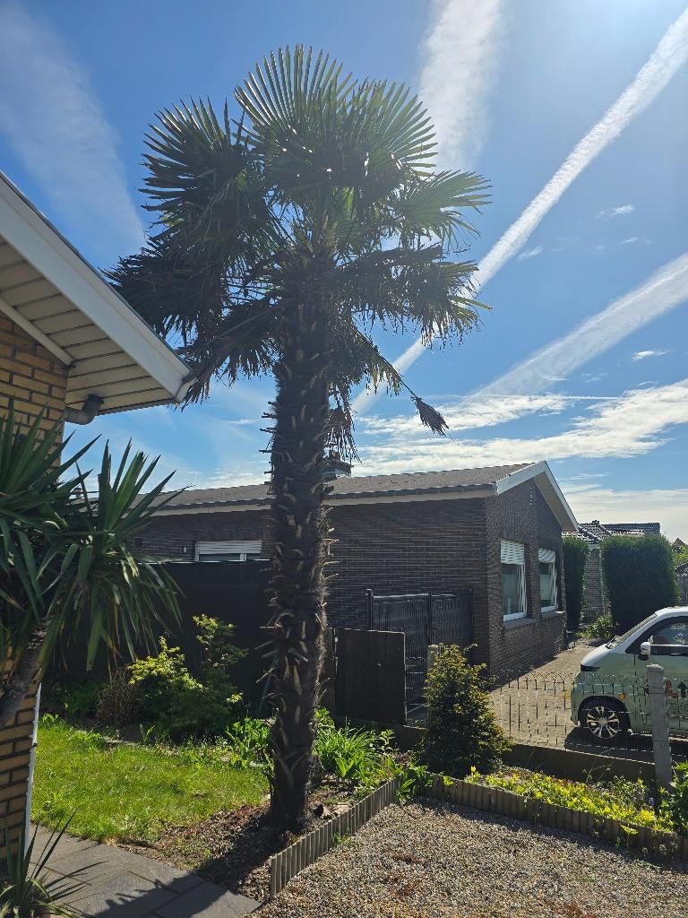 Palmboom Trachycarpus fortunei, Tuin en Terras, Planten | Bomen, Lente, Palmboom, 400 cm of meer, Ophalen