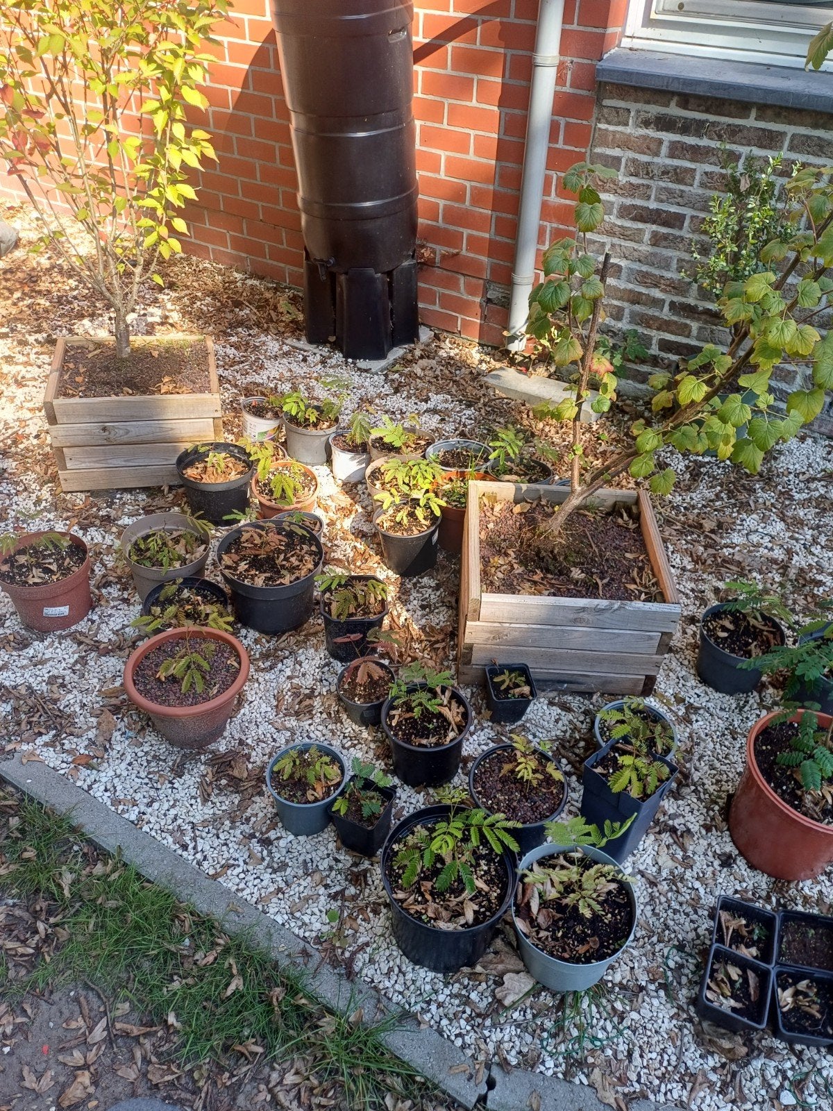 slaapboom zaailingen voor bonsai of tuin, Tuin en Terras, Ophalen