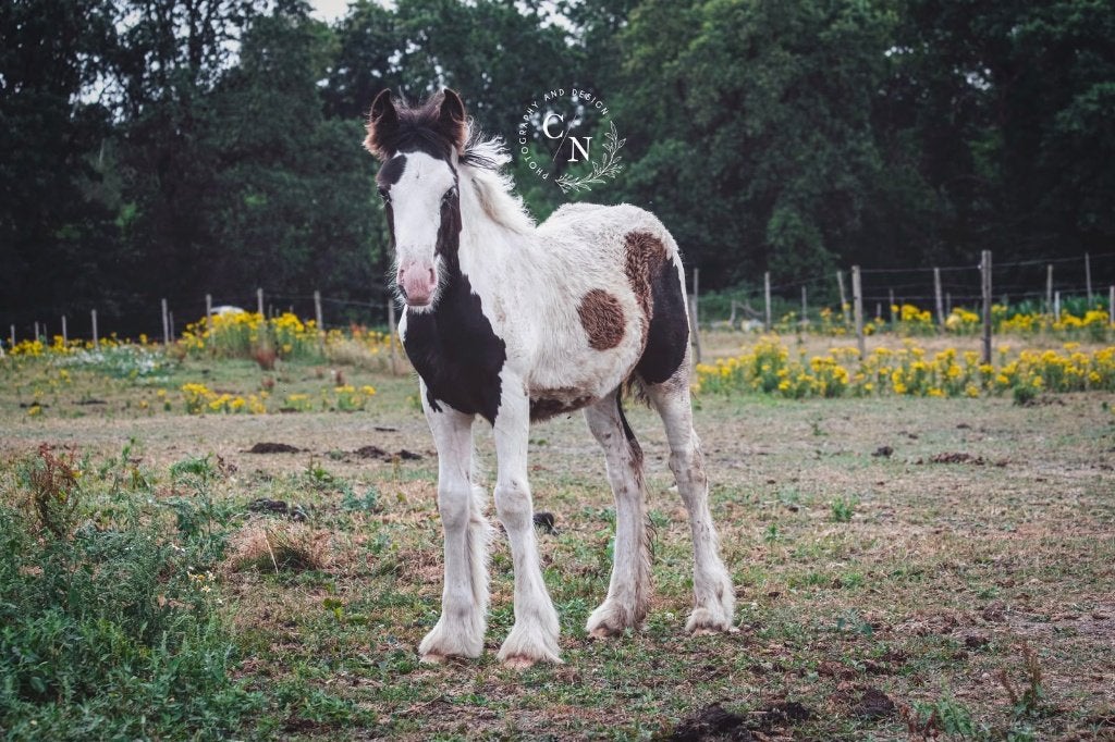 Lief, sociaal en relaxed tinker/irish cob veulen, Dieren en Toebehoren, Minder dan 160 cm, Met stamboom, Niet van toepassing, 0 tot 2 jaar