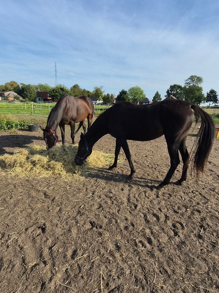 Paarden, Dieren en Toebehoren, Merrie, Springpaard, Met stamboom, Zadelmak