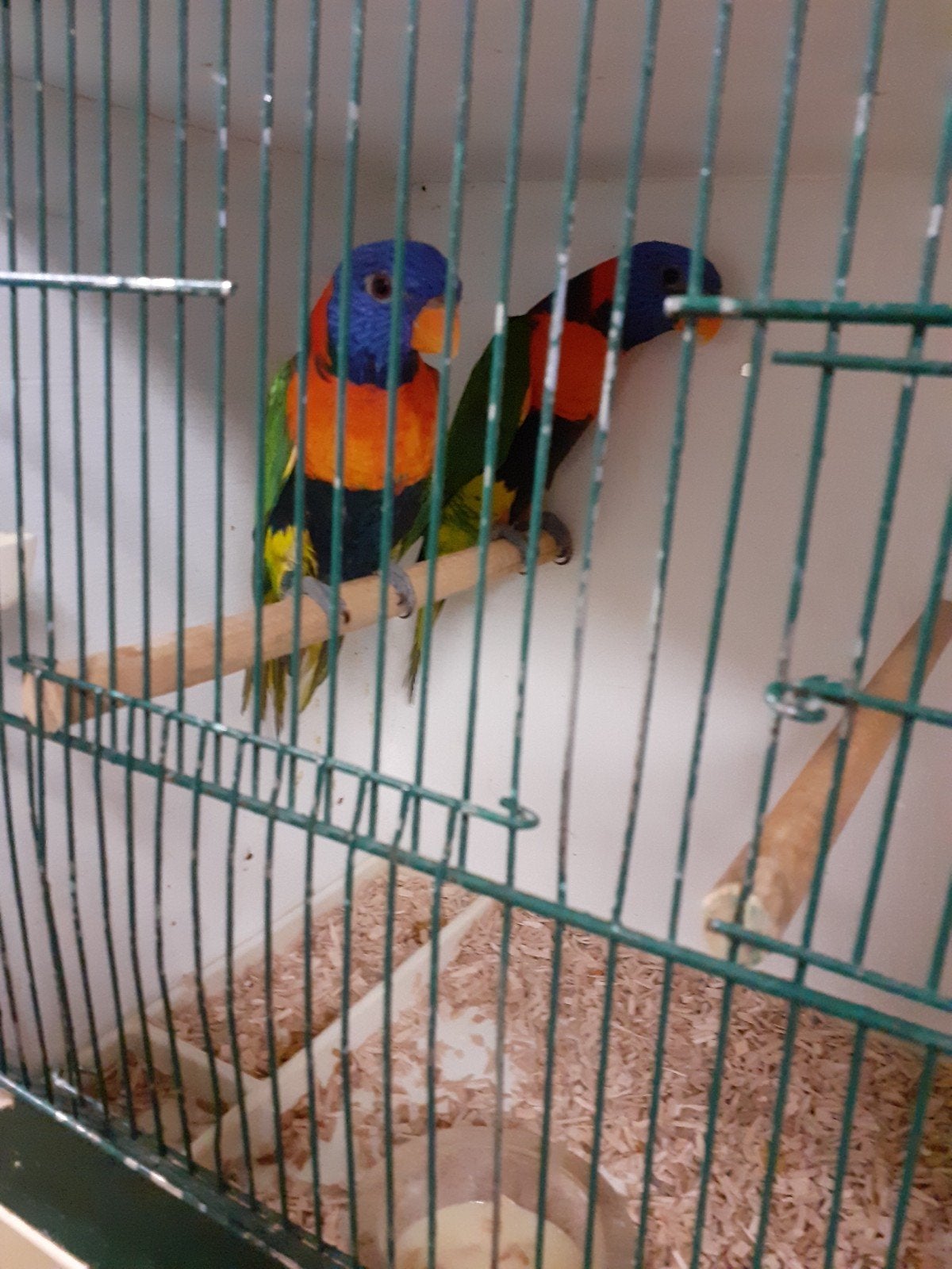 roodneklori schubbenlori, Animaux & Accessoires