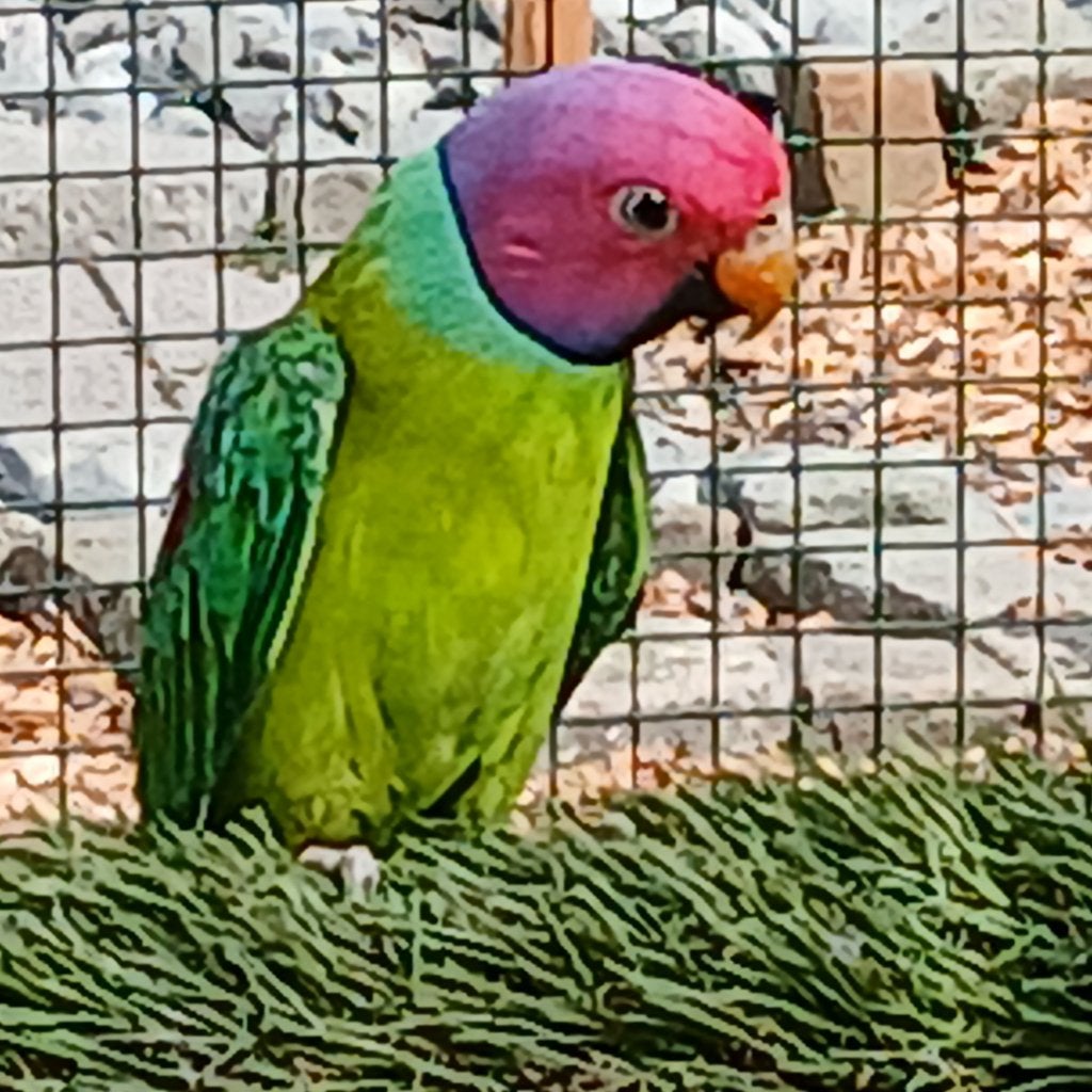parkieten, pruimkoppen, kweekkoppel 2018 , gratis broedblok, Plusieurs animaux, Perruche, Bagué