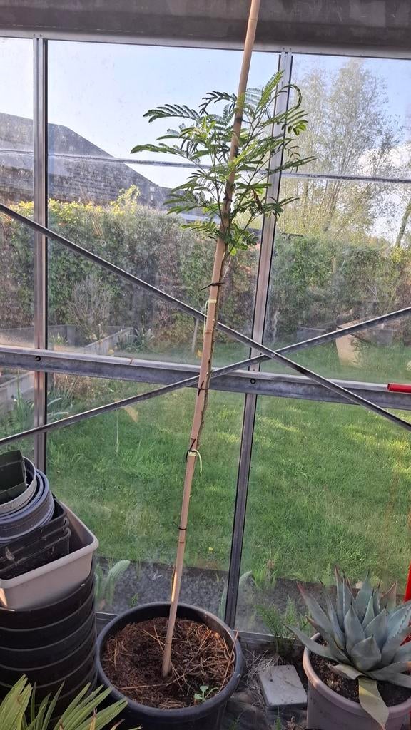 Albizia van 1,60m, Tuin en Terras, Planten | Bomen, Ophalen