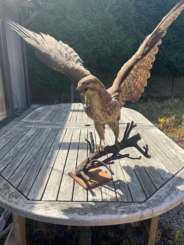 Mooie opgezette buizerd, Verzamelen, Ophalen, Zo goed als nieuw, Vogel, Opgezet dier