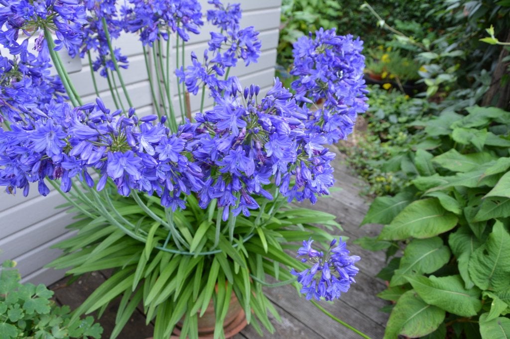 Agapanthus, Autres espèces, Plein soleil, Été, Enlèvement