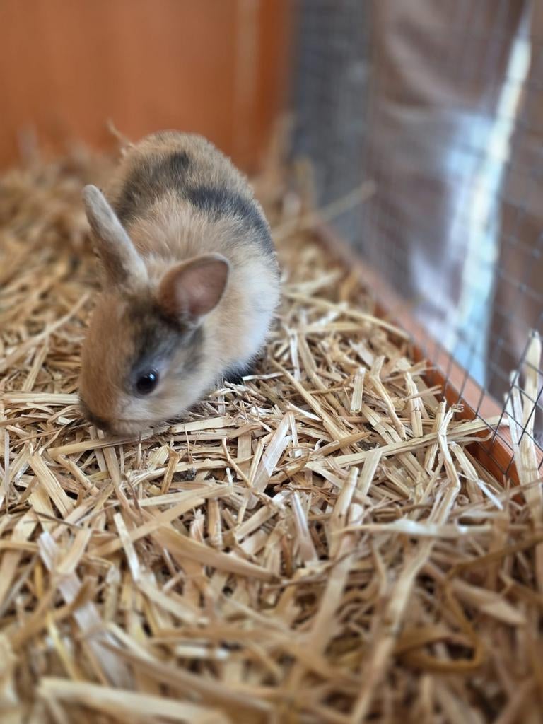 Konijntjes te koop, Dieren en Toebehoren, Mei, Geslacht onbekend, Tam