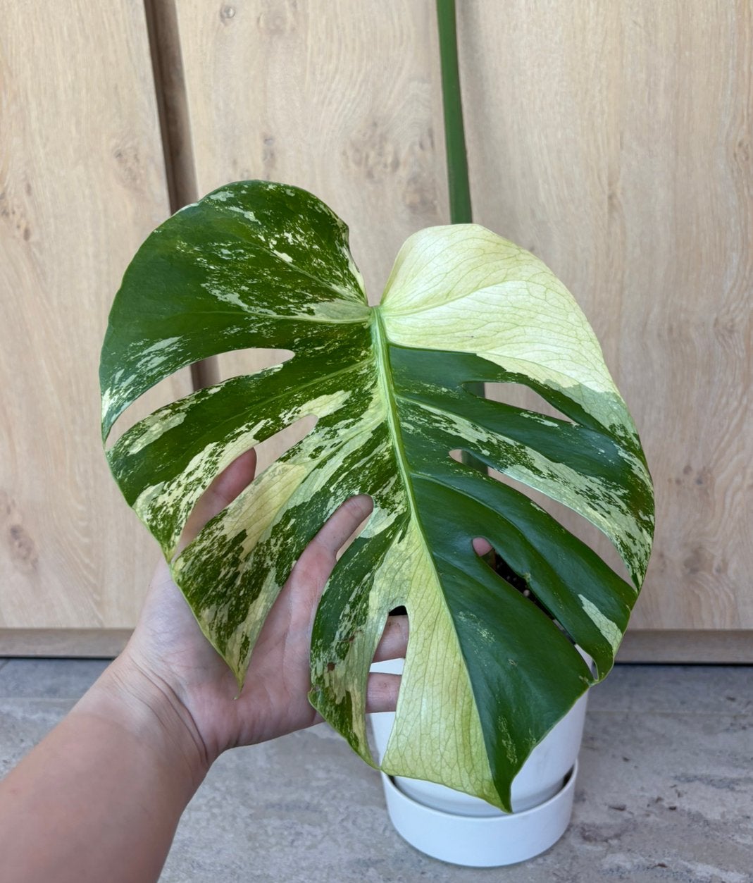 Monstera Deliciosa Mint variegata, Ophalen of Verzenden