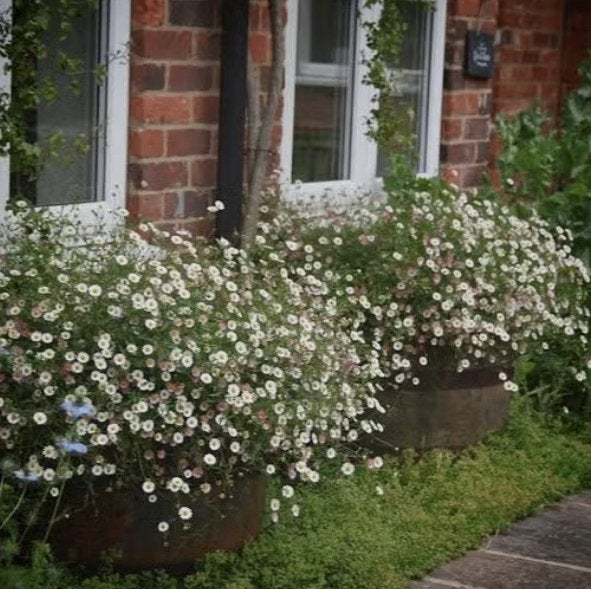 Erigeon karvinskianus of Muurfijnstraal, Tuin en Terras, Planten | Tuinplanten, Ophalen, Vaste plant, Bodembedekkers, Volle zon