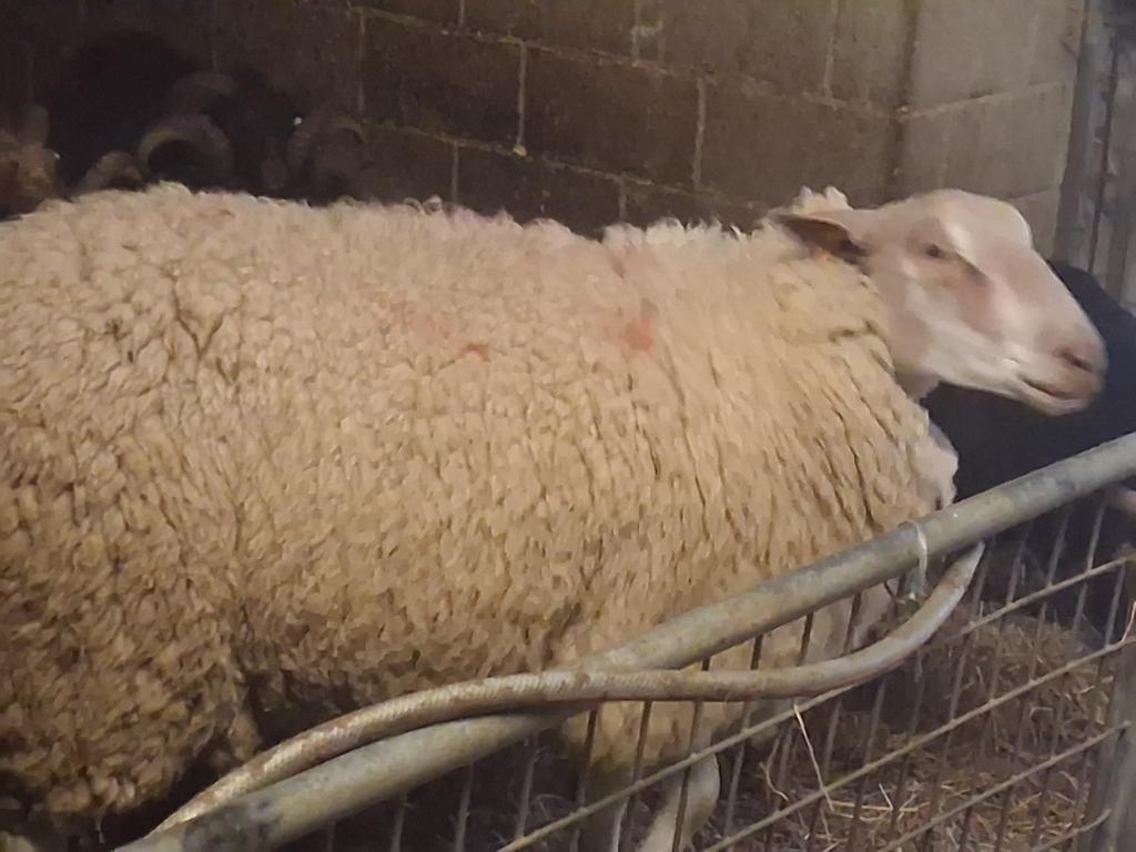 Rammen voor offerfeest !!!, Dieren en Toebehoren, Schapen, Geiten en Varkens