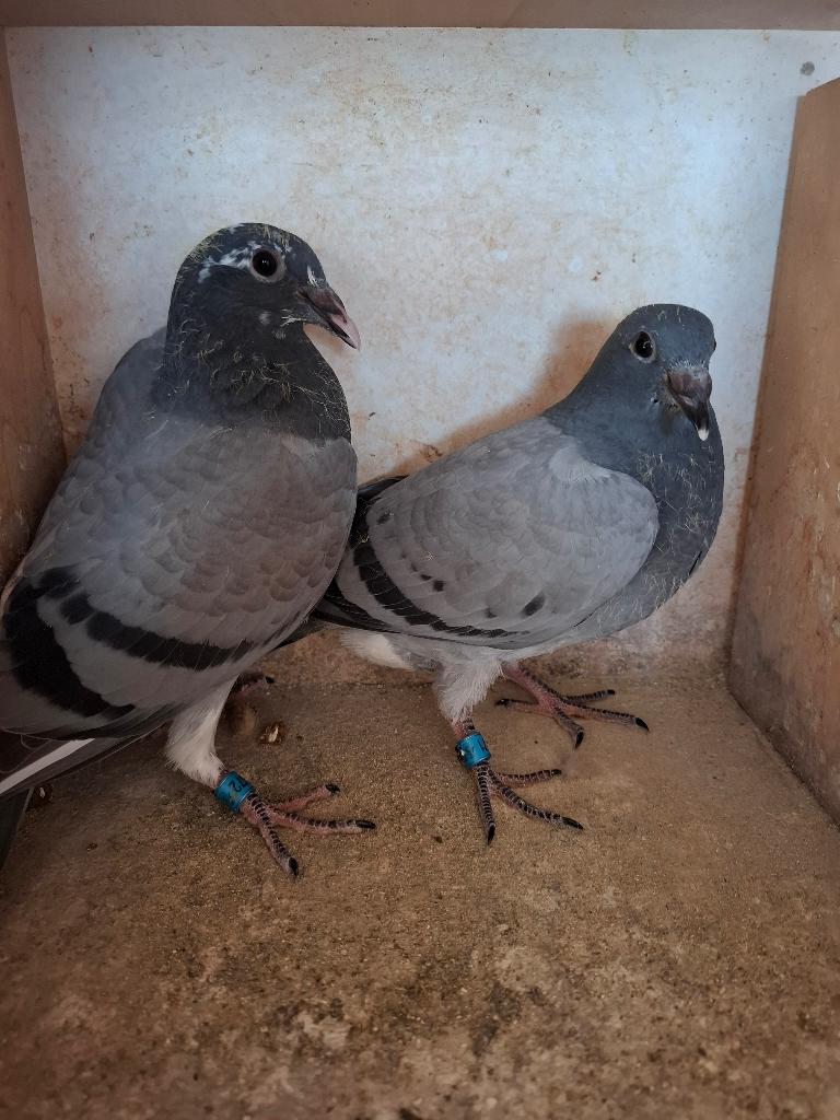 2 jonge duifjes van 2026, met pedigree., Dieren en Toebehoren, Vogels | Duiven, Meerdere dieren, Postduif