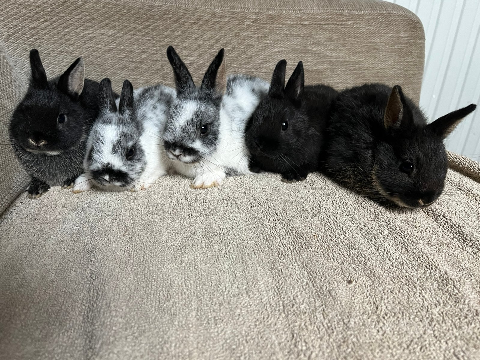 Konijn kleurdwergmix 3 rammetjes en 2 voedsters, Dieren en Toebehoren, Konijnen, Meerdere dieren, Dwerg