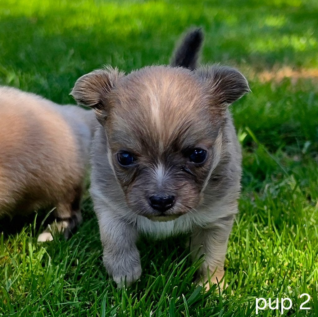 Chihuahua pups, Parvo, België, Particulier, 8 tot 15 weken