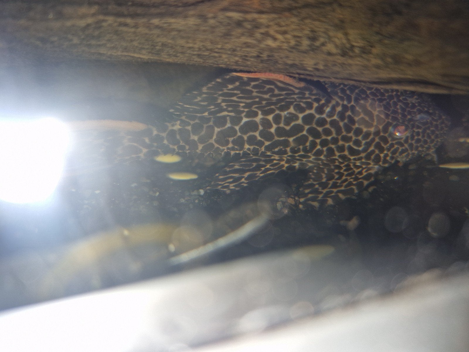 pleco L-nummers, Vis, Zoetwatervis