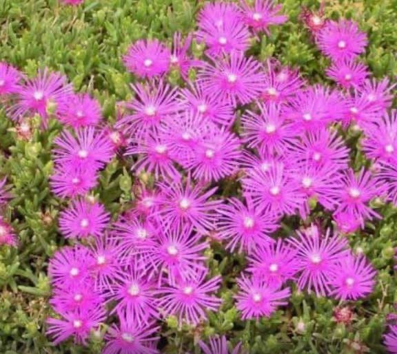 tuinplant Delosperma - ijsbloem - 1,00/pot - zie info, Ophalen